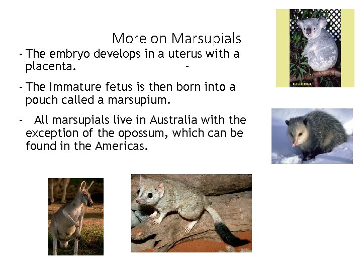 More on Marsupials - The embryo develops in a uterus with a placenta. -