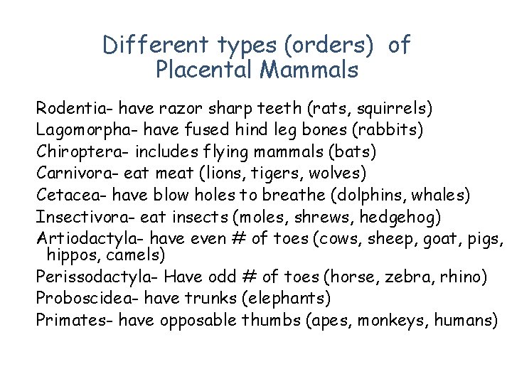 Different types (orders) of Placental Mammals Rodentia- have razor sharp teeth (rats, squirrels) Lagomorpha-