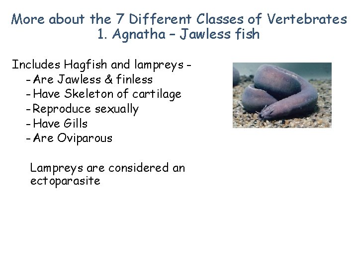 More about the 7 Different Classes of Vertebrates 1. Agnatha – Jawless fish Includes