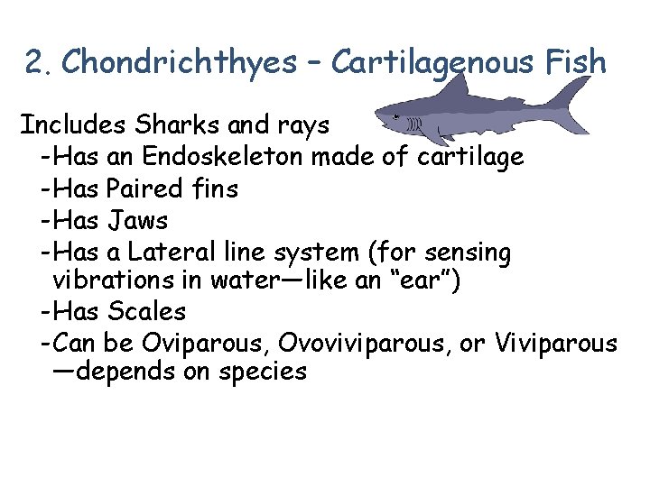2. Chondrichthyes – Cartilagenous Fish Includes Sharks and rays - Has an Endoskeleton made