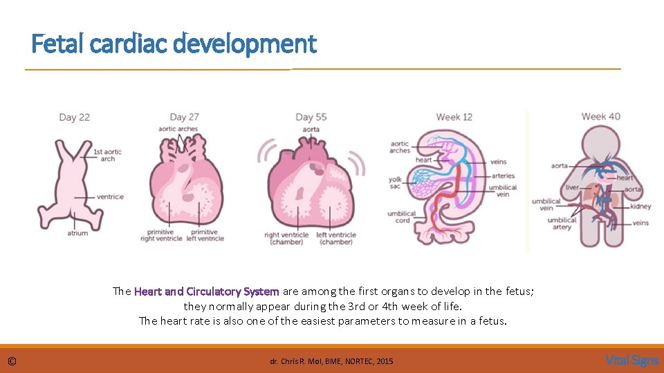Fetal cardiac development The Heart and Circulatory System are among the first organs to