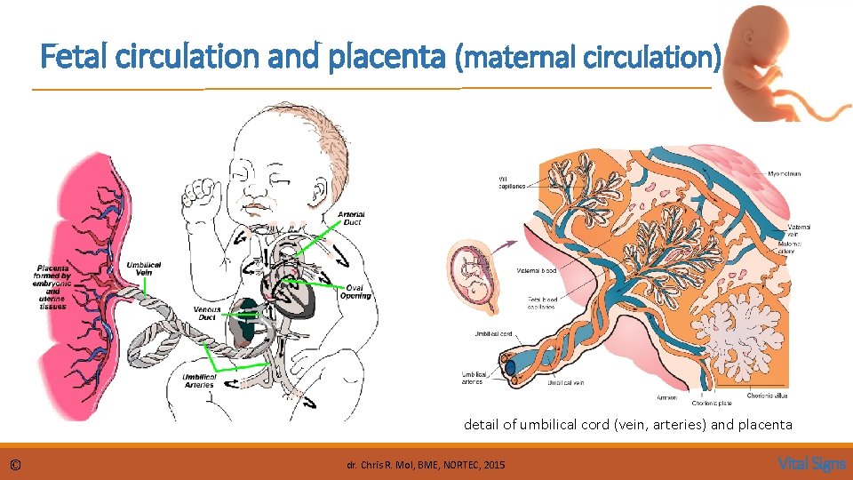 Fetal circulation and placenta (maternal circulation) ar during the 3 rd or 4 th