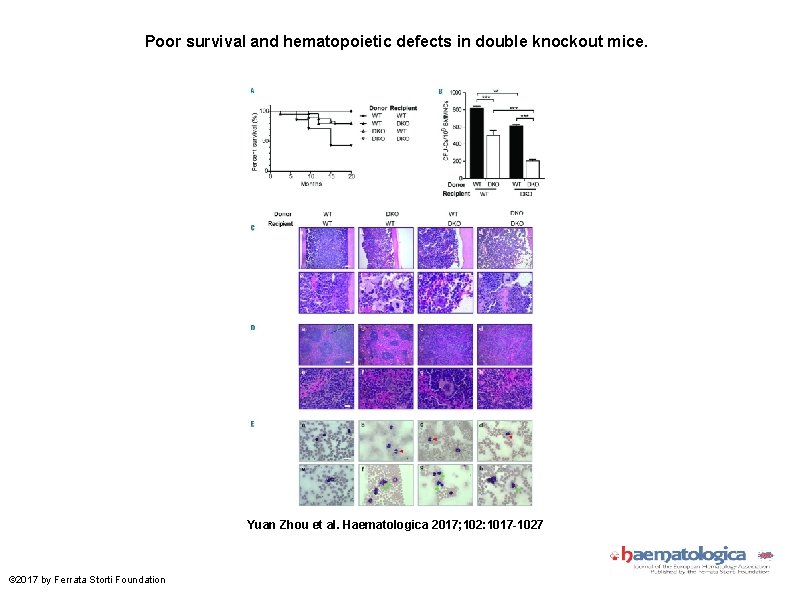 Poor survival and hematopoietic defects in double knockout mice. Yuan Zhou et al. Haematologica