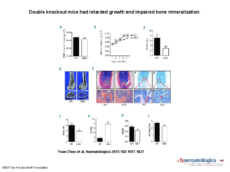 Double knockout mice had retarded growth and impaired bone mineralization. Yuan Zhou et al.