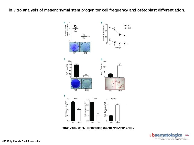 In vitro analysis of mesenchymal stem progenitor cell frequency and osteoblast differentiation. Yuan Zhou