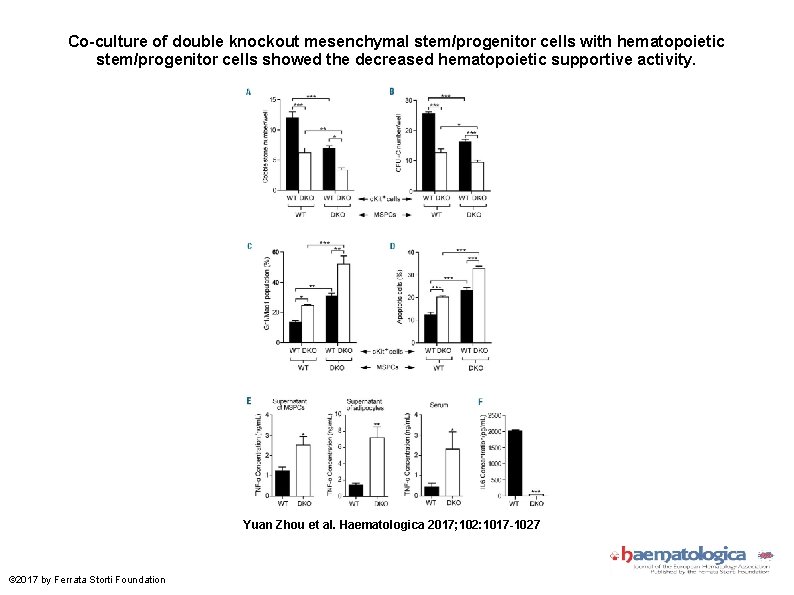 Co-culture of double knockout mesenchymal stem/progenitor cells with hematopoietic stem/progenitor cells showed the decreased