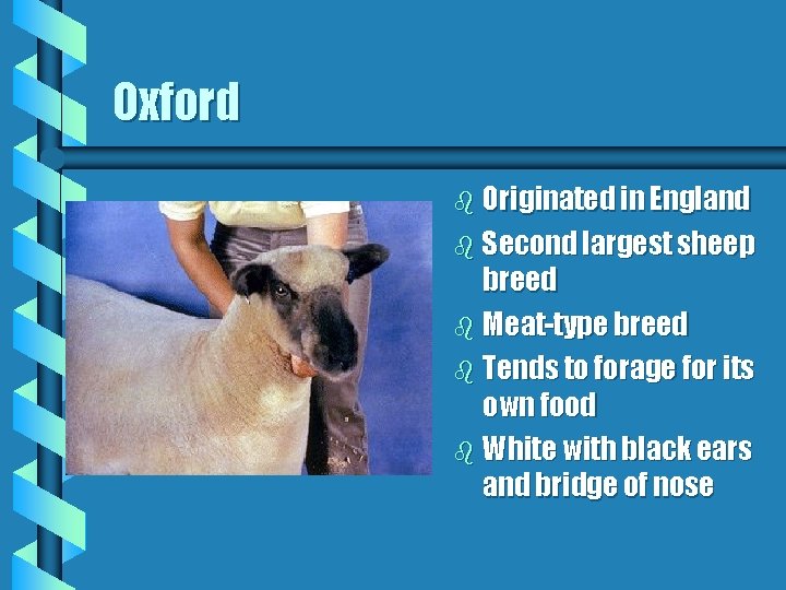 Oxford b Originated in England b Second largest sheep breed b Meat-type breed b