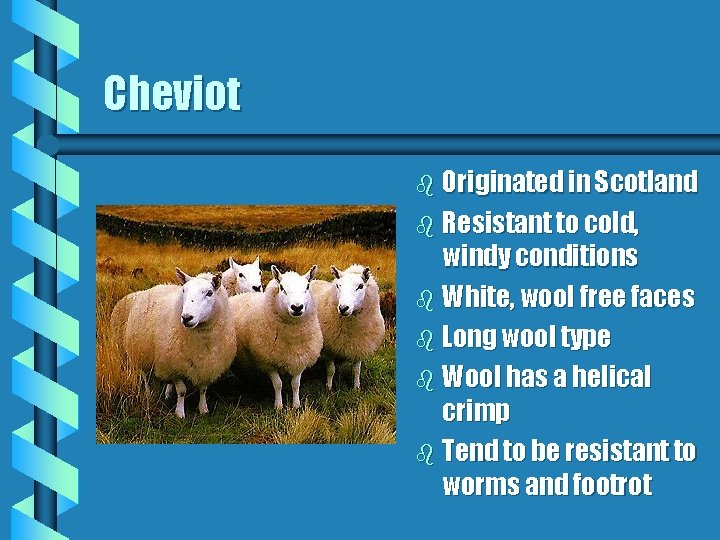 Cheviot b Originated in Scotland b Resistant to cold, windy conditions b White, wool