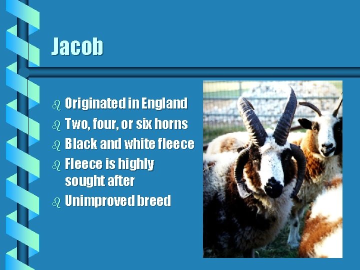 Jacob b Originated in England b Two, four, or six horns b Black and