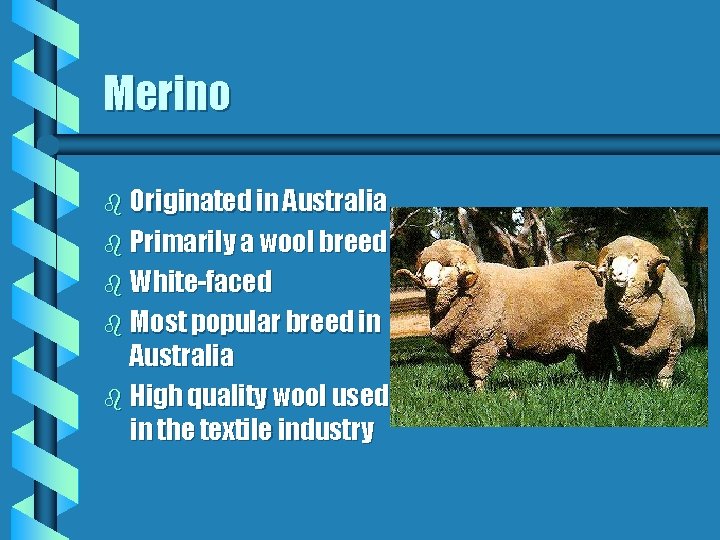 Merino b Originated in Australia b Primarily a wool breed b White-faced b Most