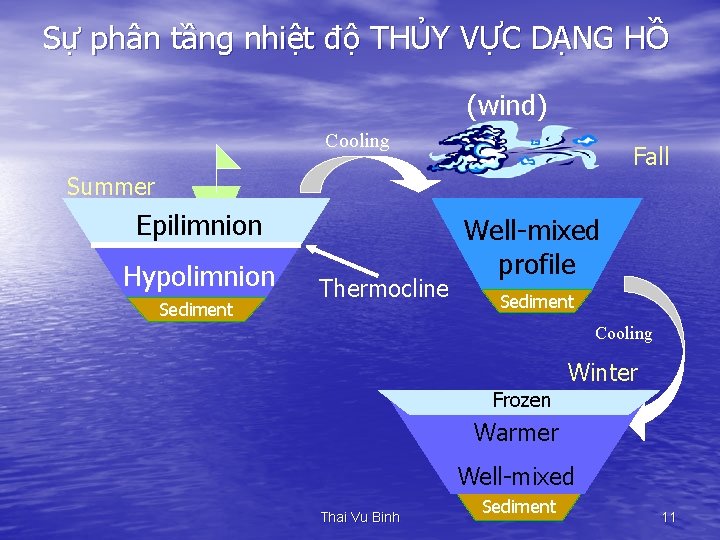 Sự phân tầng nhiệt độ THỦY VỰC DẠNG HỒ (wind) Cooling Fall Summer Epilimnion