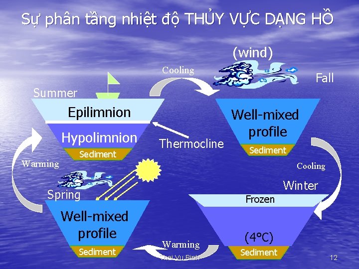 Sự phân tầng nhiệt độ THỦY VỰC DẠNG HỒ (wind) Cooling Fall Summer Epilimnion