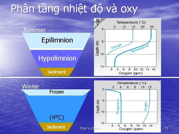 Phân tầng nhiệt độ và oxy Summer Epilimnion Hypolimnion Sediment Winter Frozen (4°C) Sediment