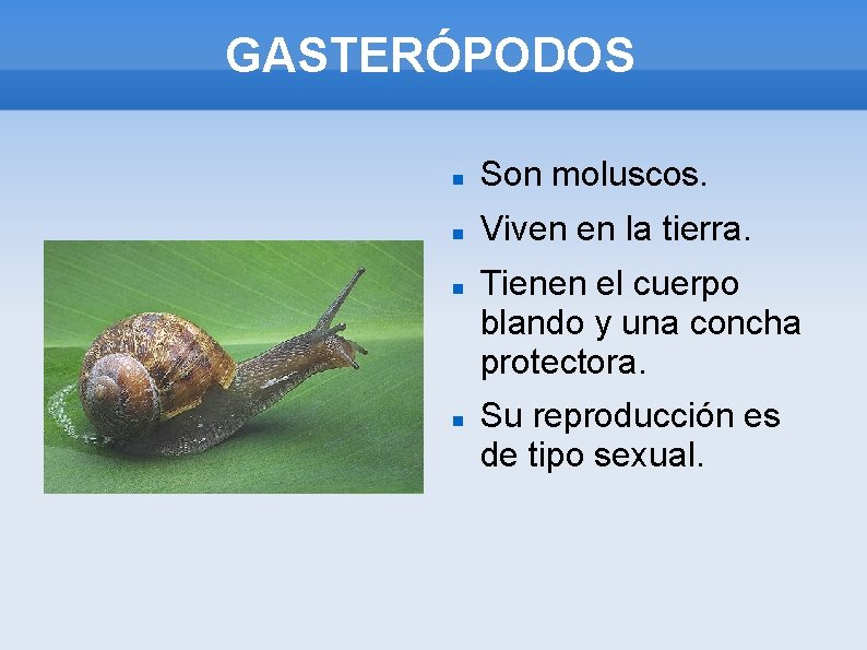 GASTERÓPODOS Son moluscos. Viven en la tierra. Tienen el cuerpo blando y una concha