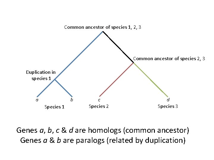 Common ancestor of species 1, 2, 3 Common ancestor of species 2, 3 Duplication