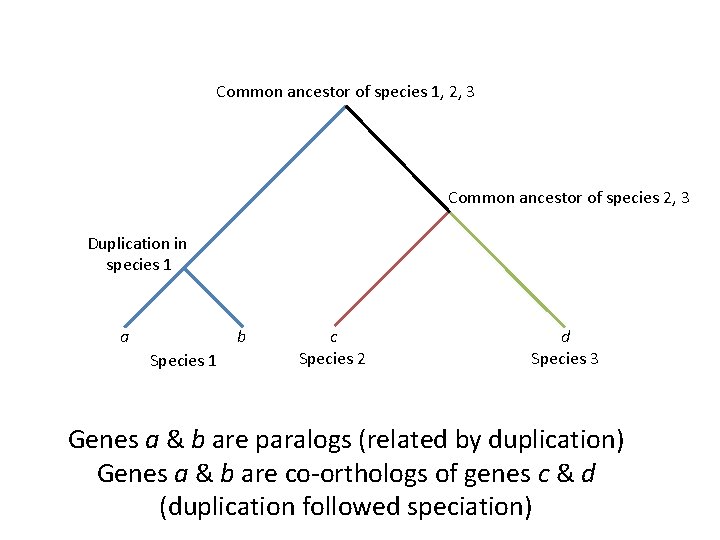 Common ancestor of species 1, 2, 3 Common ancestor of species 2, 3 Duplication