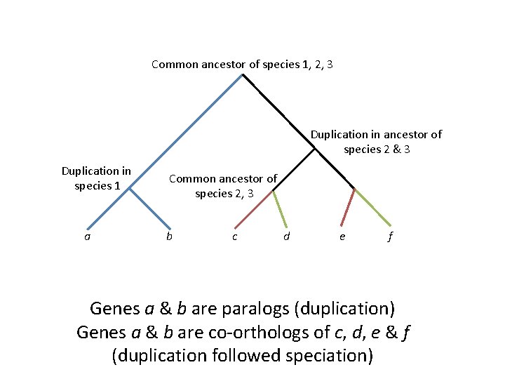 Common ancestor of species 1, 2, 3 Duplication in ancestor of species 2 &