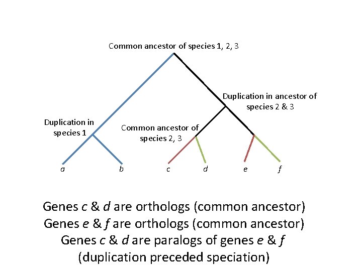 Common ancestor of species 1, 2, 3 Duplication in ancestor of species 2 &