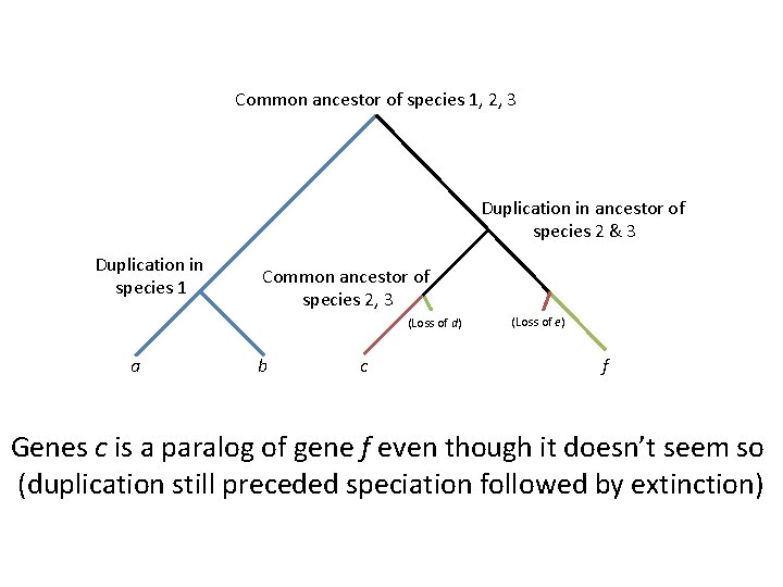 Common ancestor of species 1, 2, 3 Duplication in ancestor of species 2 &