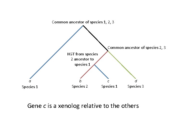 Common ancestor of species 1, 2, 3 Common ancestor of species 2, 3 HGT