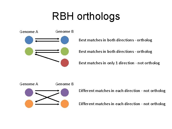 RBH orthologs Genome A Genome B Best matches in both directions - ortholog Best