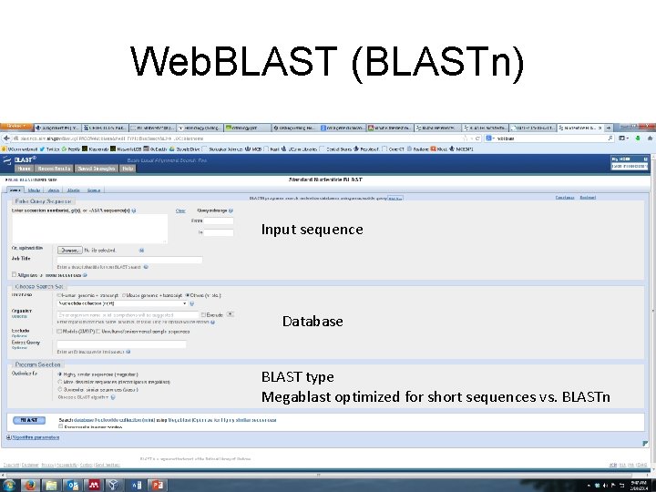 Web. BLAST (BLASTn) Input sequence Database BLAST type Megablast optimized for short sequences vs.