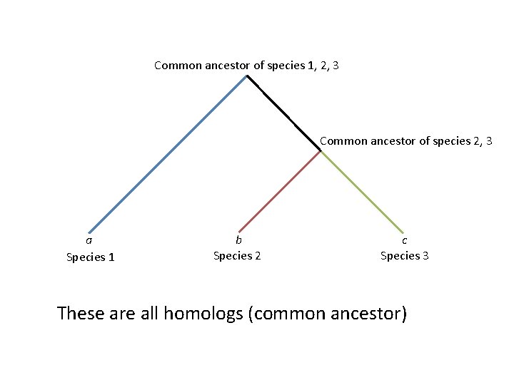 Common ancestor of species 1, 2, 3 Common ancestor of species 2, 3 a