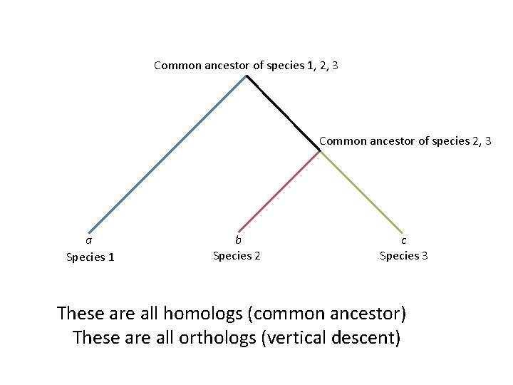 Common ancestor of species 1, 2, 3 Common ancestor of species 2, 3 a