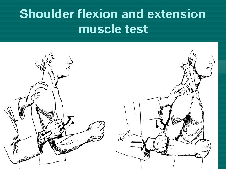 Shoulder flexion and extension muscle test 