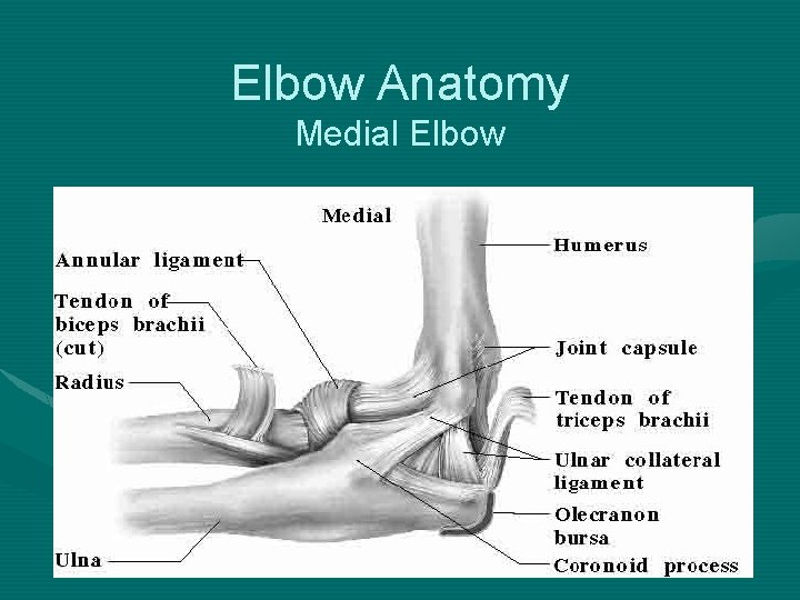 Elbow Anatomy Medial Elbow 