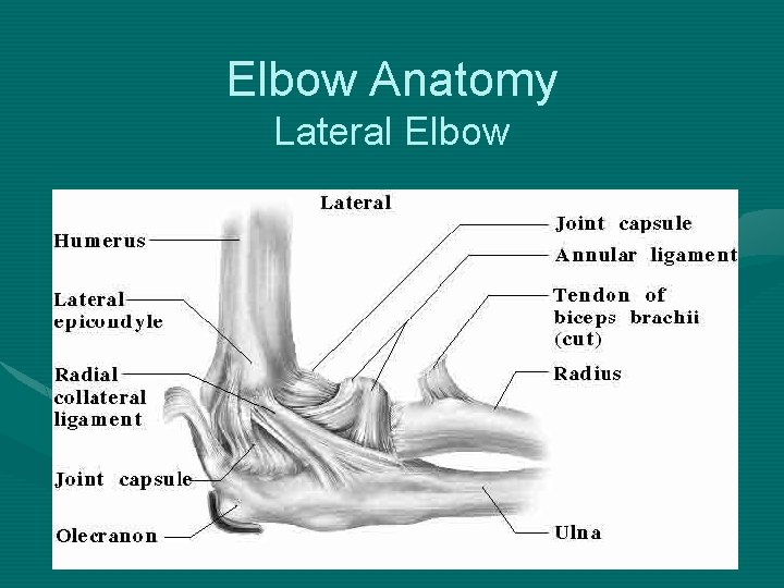 Elbow Anatomy Lateral Elbow 