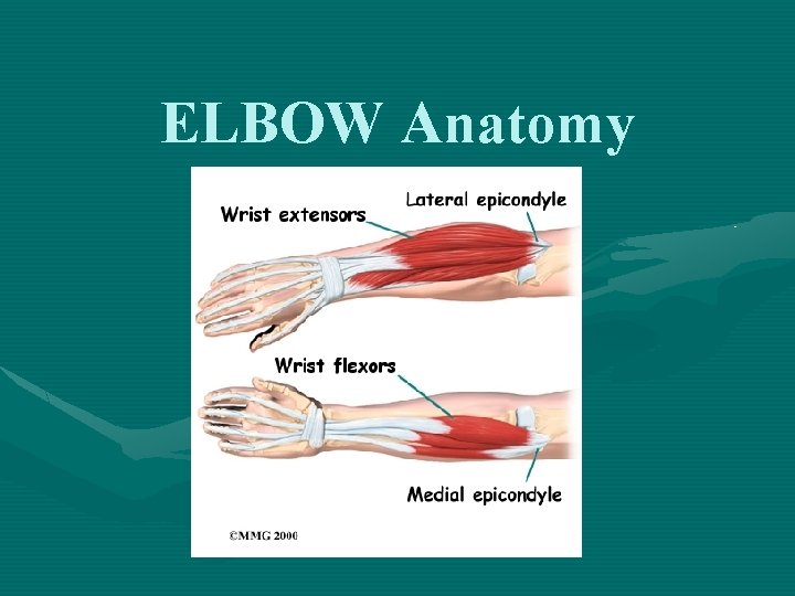 ELBOW Anatomy 