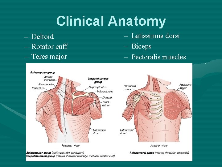 Clinical Anatomy – Deltoid – Rotator cuff – Teres major – – – Latissimus