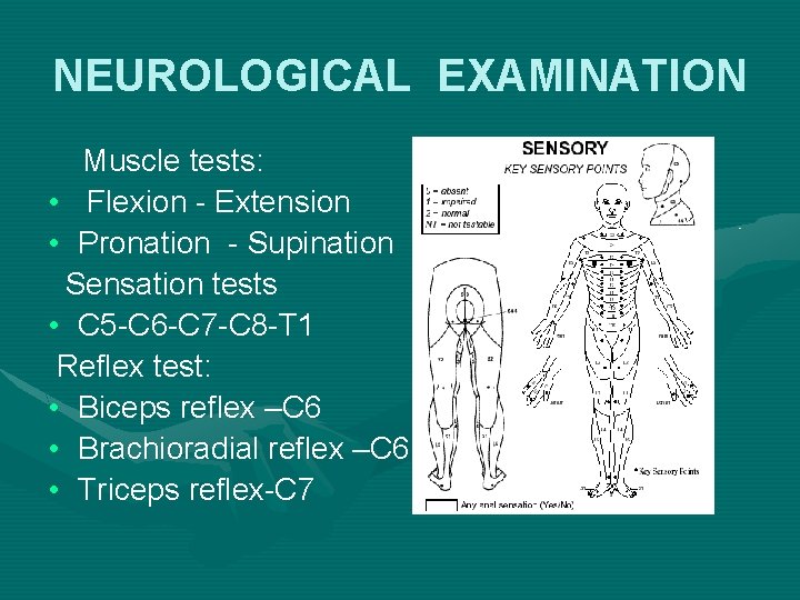 NEUROLOGICAL EXAMINATION Muscle tests: • Flexion - Extension • Pronation - Supination Sensation tests