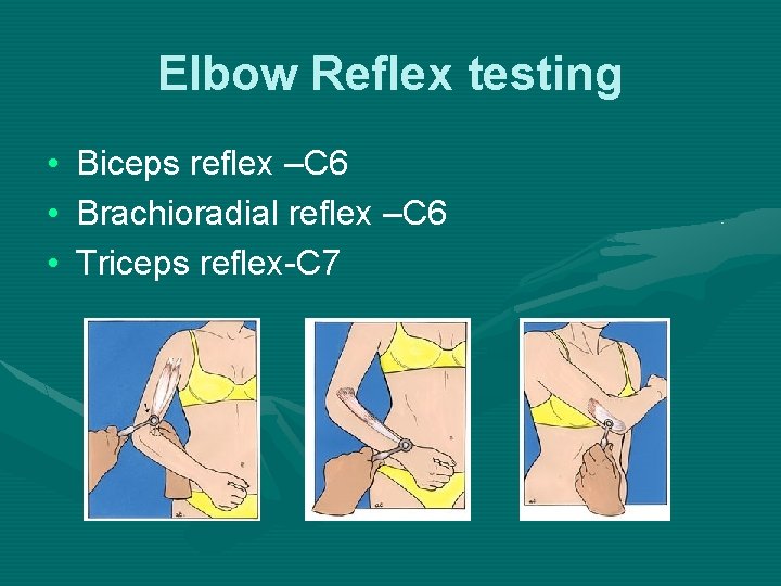 Elbow Reflex testing • • • Biceps reflex –C 6 Brachioradial reflex –C 6