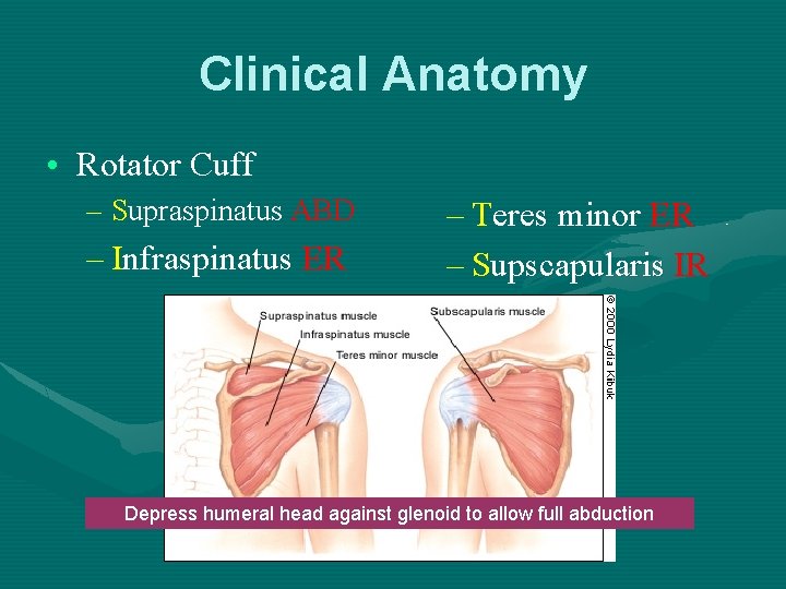 Clinical Anatomy • Rotator Cuff – Supraspinatus ABD – Infraspinatus ER – Teres minor