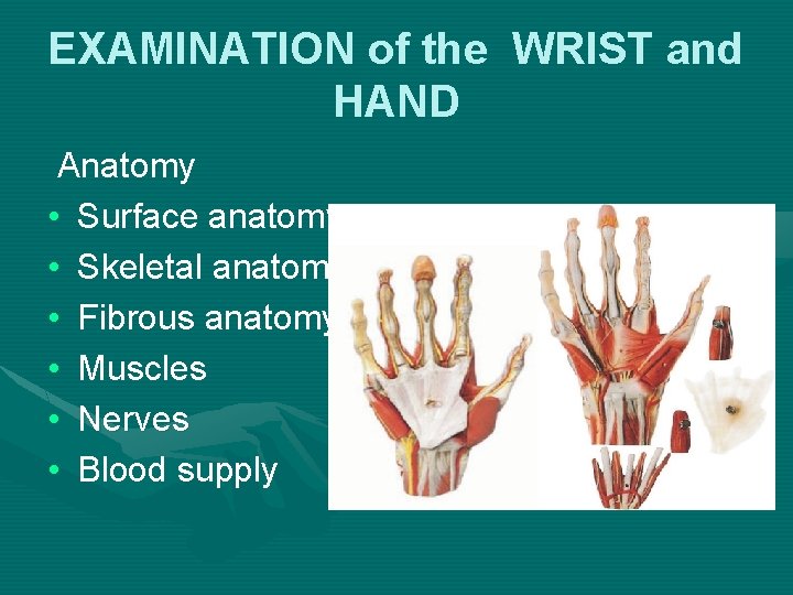 EXAMINATION of the WRIST and HAND Anatomy • Surface anatomy • Skeletal anatomy •