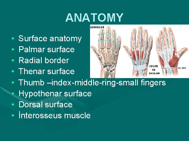 ANATOMY • • Surface anatomy Palmar surface Radial border Thenar surface Thumb –index-middle-ring-small fingers