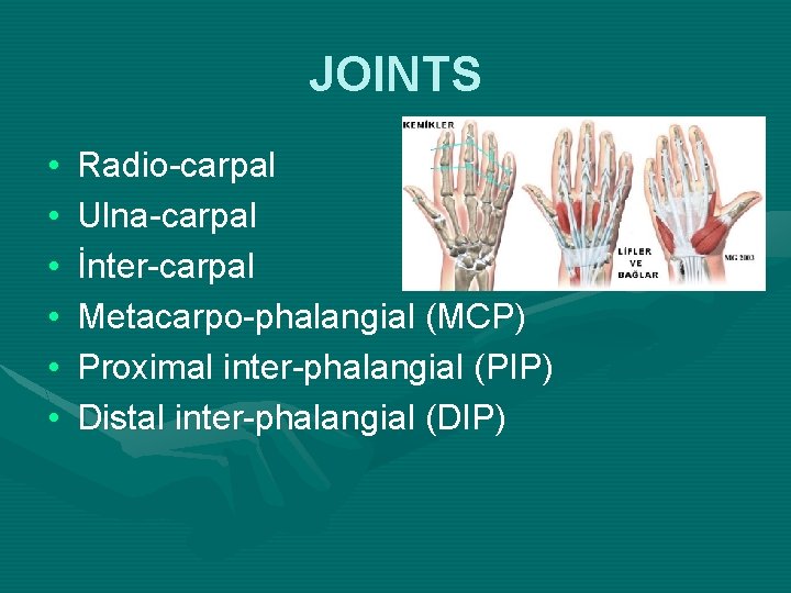 JOINTS • • • Radio-carpal Ulna-carpal İnter-carpal Metacarpo-phalangial (MCP) Proximal inter-phalangial (PIP) Distal inter-phalangial