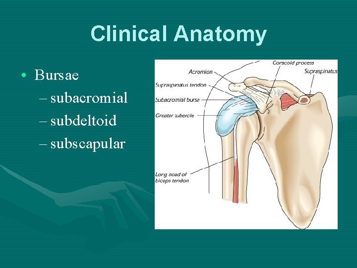 Clinical Anatomy • Bursae – subacromial – subdeltoid – subscapular 