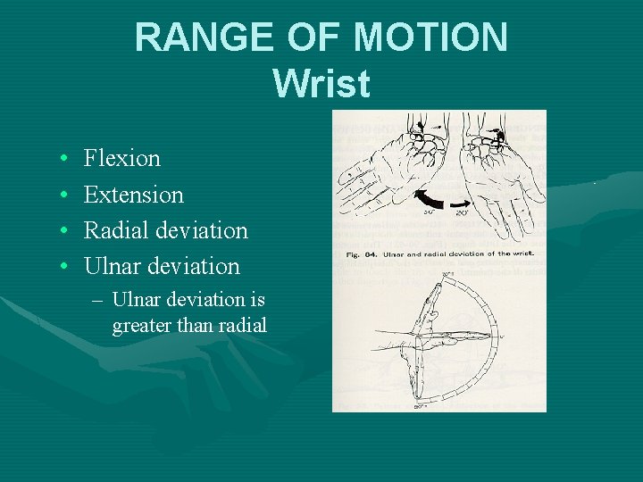 RANGE OF MOTION Wrist • • Flexion Extension Radial deviation Ulnar deviation – Ulnar