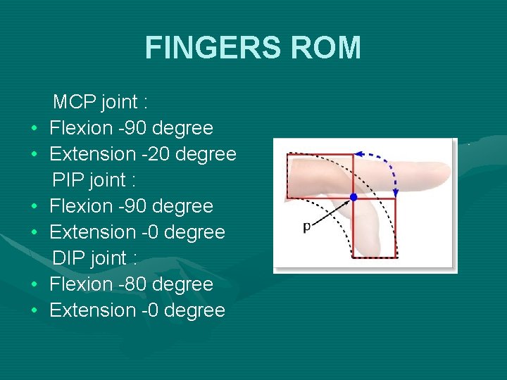 FINGERS ROM • • • MCP joint : Flexion -90 degree Extension -20 degree