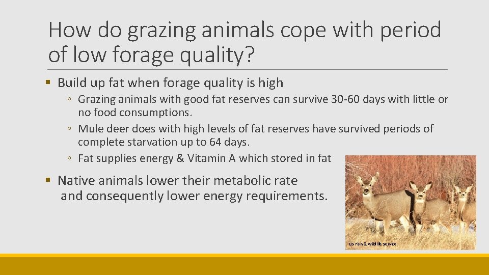 How do grazing animals cope with period of low forage quality? § Build up