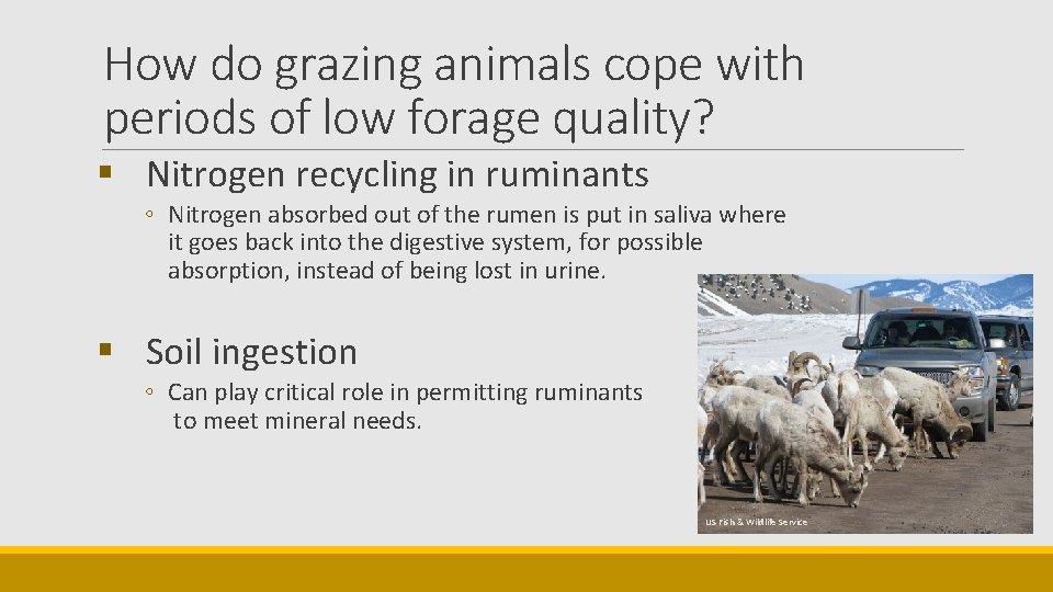 How do grazing animals cope with periods of low forage quality? § Nitrogen recycling
