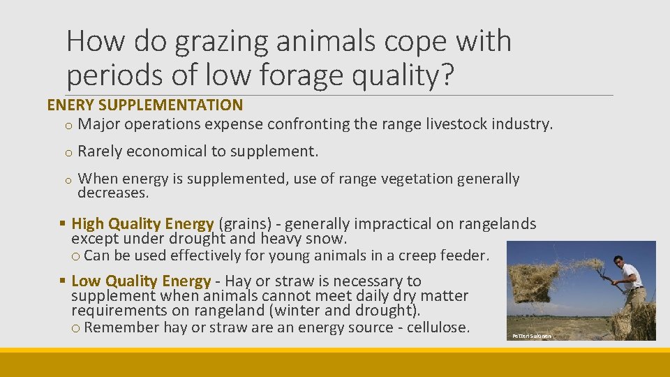 How do grazing animals cope with periods of low forage quality? ENERY SUPPLEMENTATION o