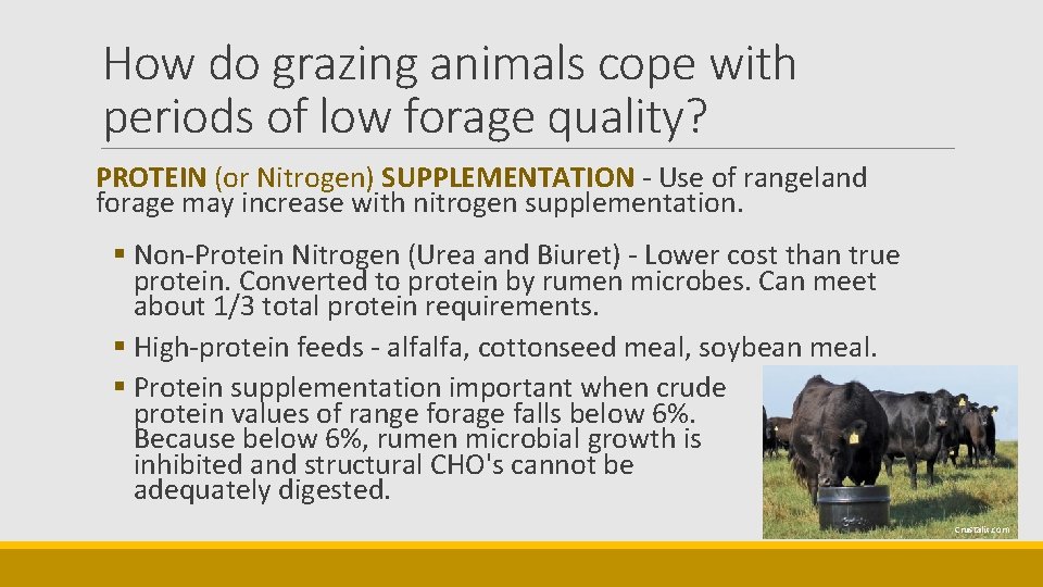 How do grazing animals cope with periods of low forage quality? PROTEIN (or Nitrogen)