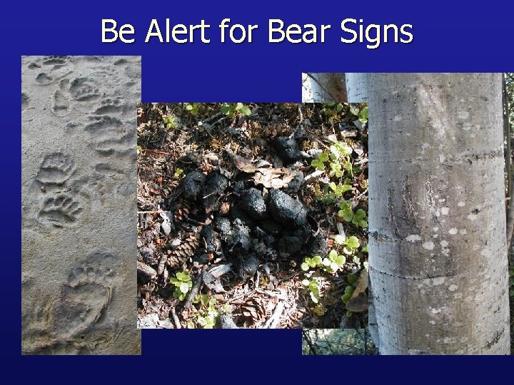 Be Alert for Bear Signs 