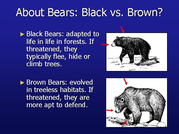 About Bears: Black vs. Brown? ► Black Bears: adapted to life in forests. If