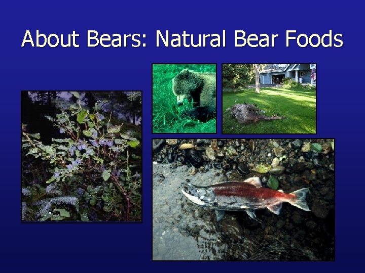 About Bears: Natural Bear Foods 