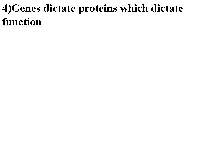 4)Genes dictate proteins which dictate function 